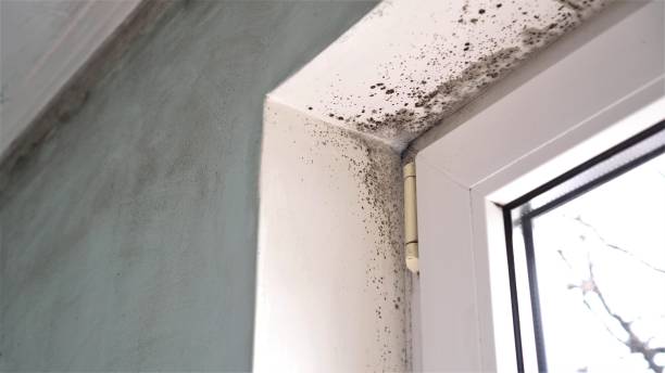Best Affordable Mold Removal  in Burke Centre, VA