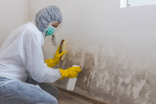 Best Mold Remediation  in Burke Centre, VA