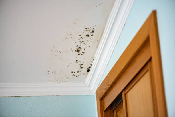 Best Commercial Mold Removal  in Burke Centre, VA