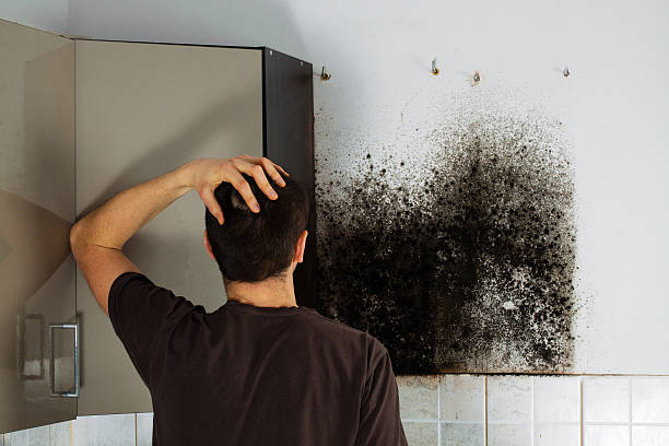 Best Black Mold Removal  in Burke Centre, VA
